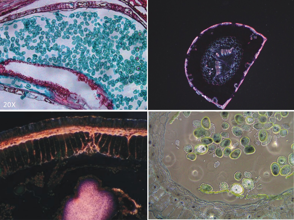 1542076137391824.png 成像圖.png